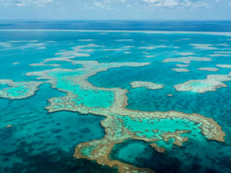 Shark Kills Spearfisher in 'Terrifying' Attack at Great Barrier Reef