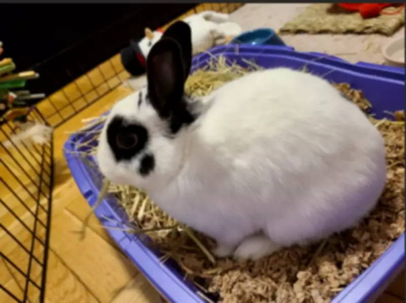 Snoopy the Dwarf Rabbit Seeks a Calm, Respectful Forever Home