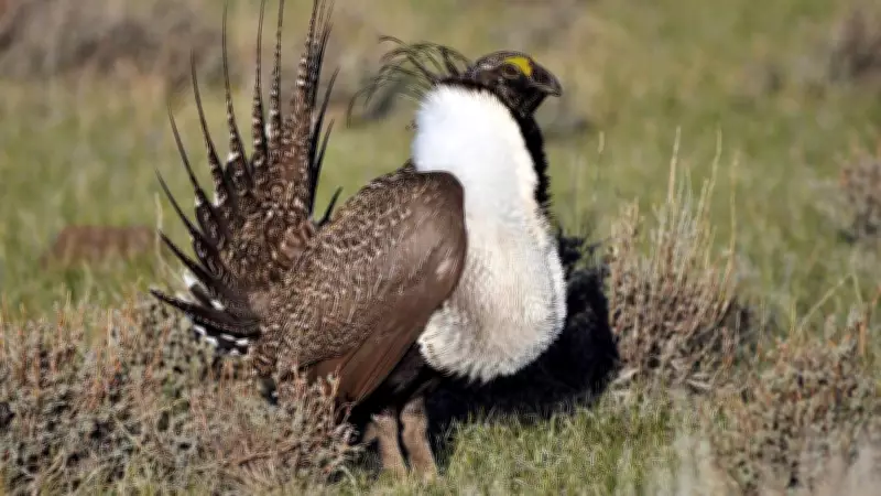 Southern Alberta Land Set Aside to Protect Endangered Greater Sage-Grouse