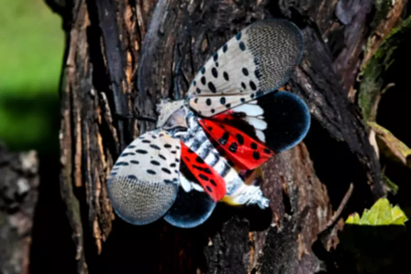 Spotted Lanternfly Found in Ontario: Why Experts Urge You to Squish Them