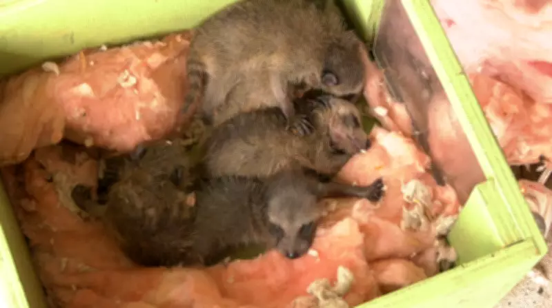 Spring Baby Season Sparks Surge in Wildlife Rescue Calls in Waterloo Region
