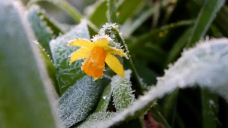 Spring Frost Returns to Maritimes: Forecast and Historical Data
