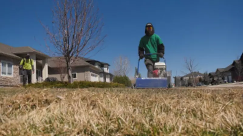 Spring Reveals Vole Damage on Winnipeg Lawns After Harsh Winter