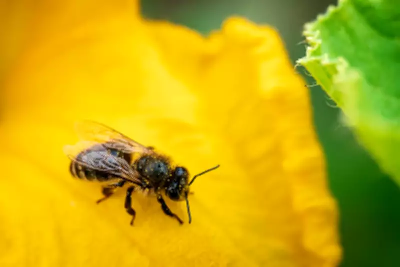 Squash Bees: Key to a Thriving Vegetable Garden This Season