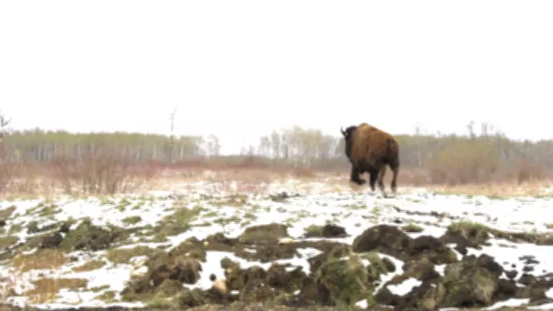 Star Blanket Cree Nation Welcomes Buffalo Back Home in Healing Ceremony