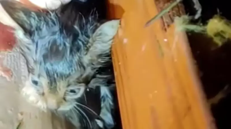 Storm Chaser Rescues Kitten from Tornado-Ravaged Trailer Park in Mississippi