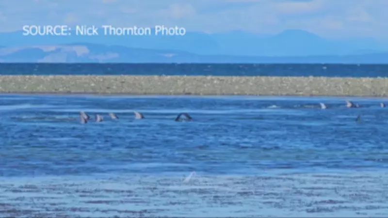 Stranded Dolphins Return Safely to Sea Near Qualicum Beach