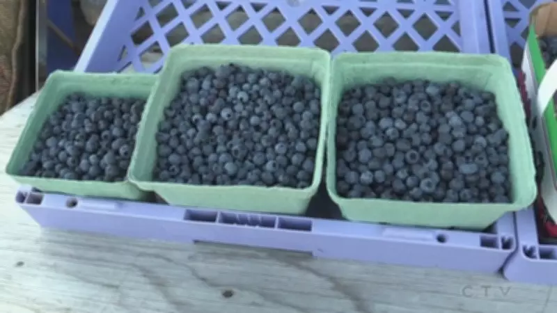 Sudbury Roadside Blueberry Sale Bylaw Extension Up for Vote