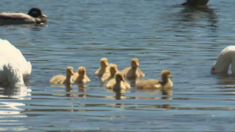Sullivan's Pond Goslings Draw Crowds in Dartmouth