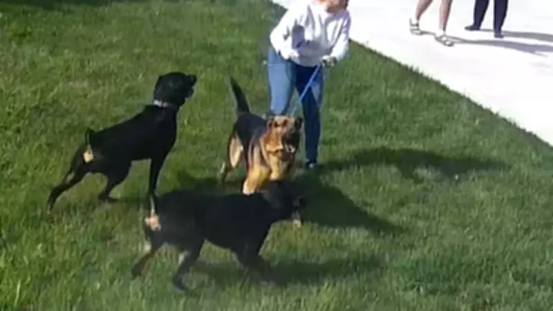 Surveillance Video Captures Amherstburg Dog Attack on 11-Year-Old Girl