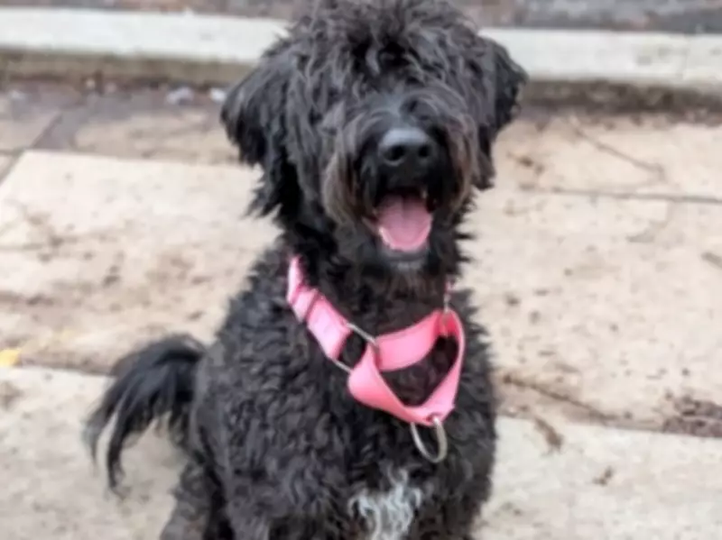 Sushi the Sweet Playful Dog Ready for Adoption at Toronto Humane Society
