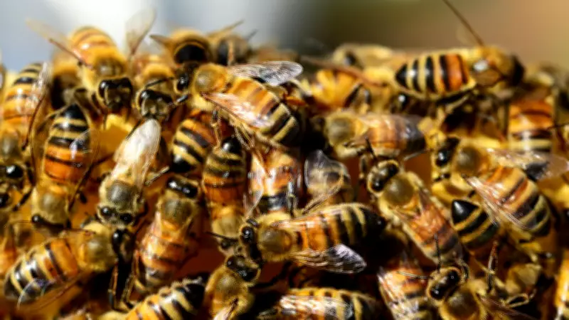 Teen Driver in Crash That Released Millions of Bees on Highway