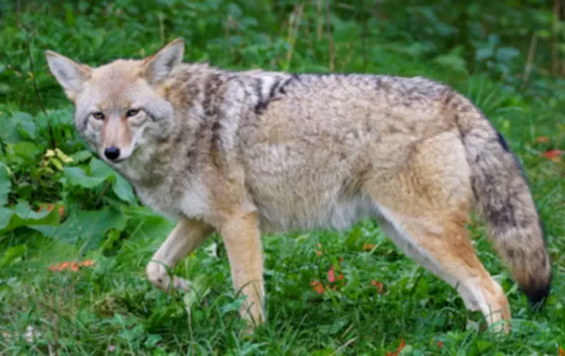 Teen Girl Hospitalized After Coyote Attack in Markham