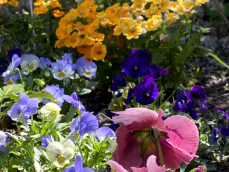 The City Gardener: What Should I Plant? Tips for a Beautiful Spring Garden