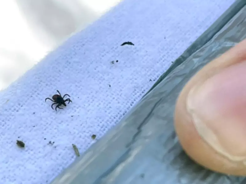 Tick Season Alert: How to Protect Yourself and Pets from Disease-Ridden Bites