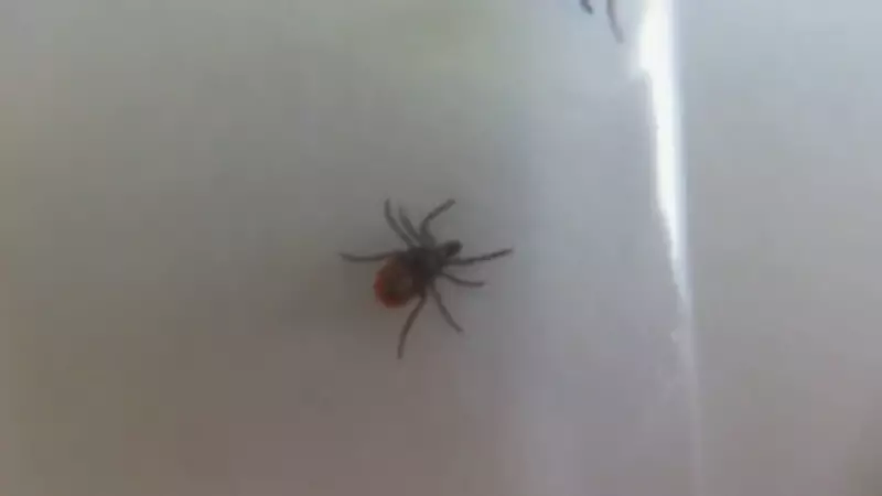 Tick season starting earlier than ever in B.C., vets say
