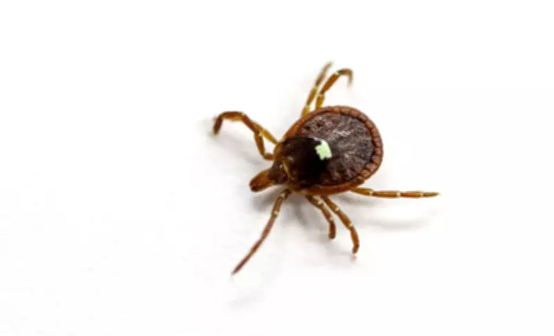 Ticks Spreading in Ontario: Expert Tips for Protection This Summer