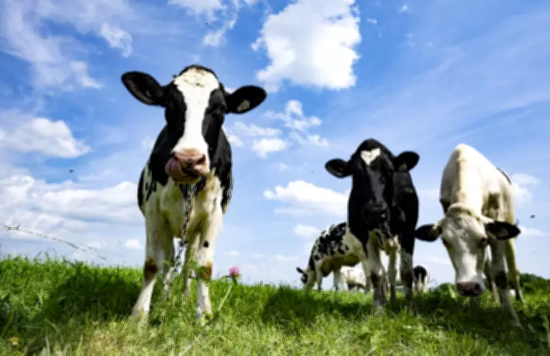 Timmins Councillor Proposes Trespassing Bylaw for Farm Animals