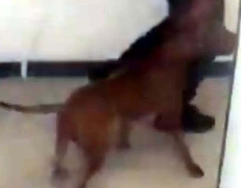 Toronto Police Seek Pit Bull Mix in Fatal Dog Attack