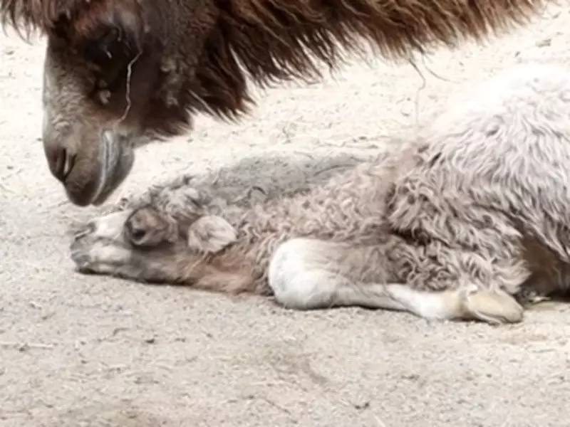 Toronto Zoo Welcomes Endangered Bactrian Camel Calf