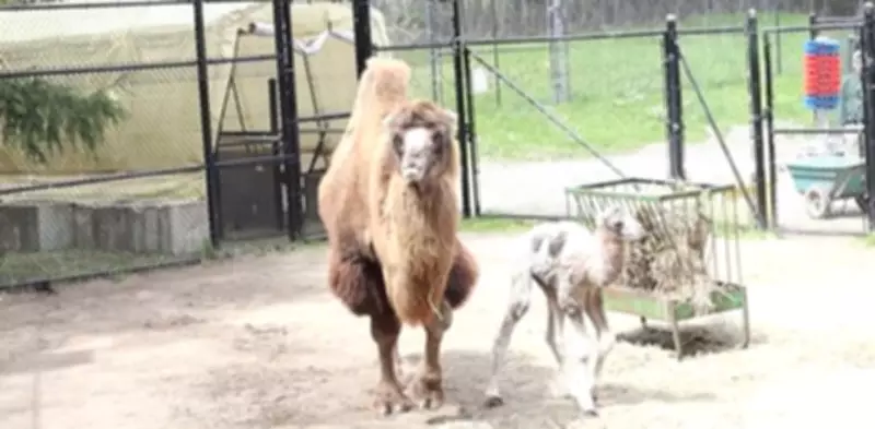 Toronto Zoo Welcomes New Bactrian Camel Calf: 'Incredible'