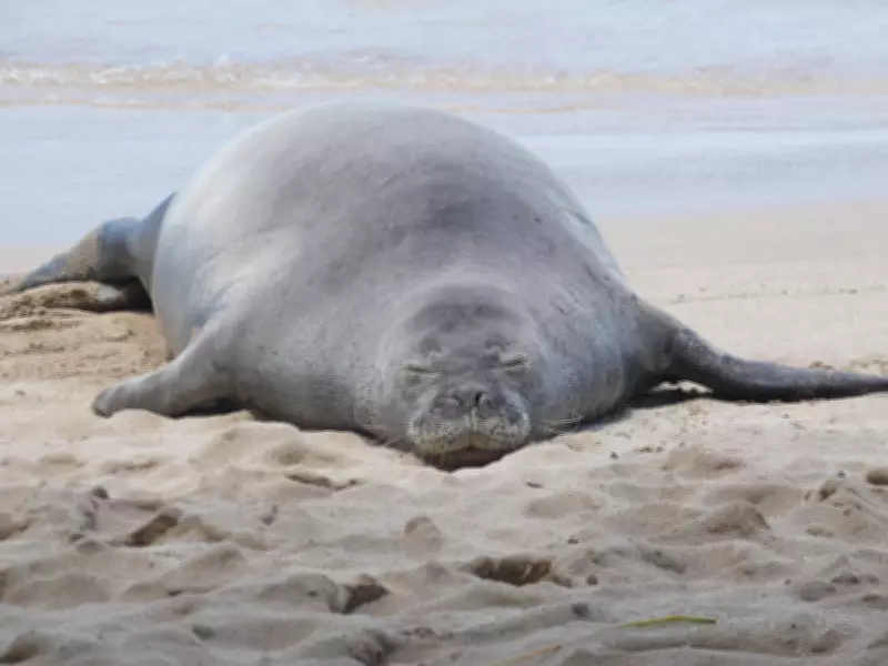 Tourist in monk seal rock incident faces doxing, threats: lawyer