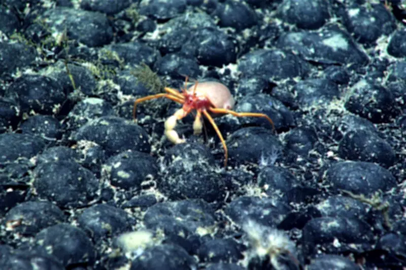 Trump's Deep-Sea Mining Push Sparks New Firms and Fast-Tracked Rules