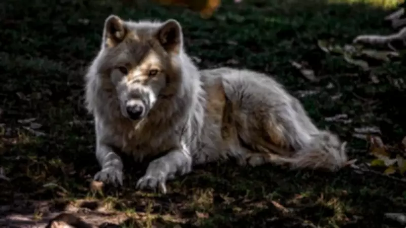 Two Ontario trappers fined $5,700 for abandoning bear and wolf traps