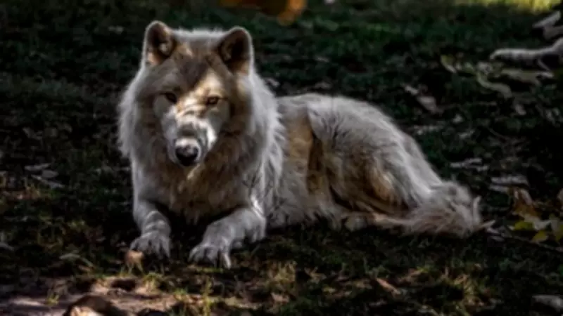 Two Ontario Trappers Fined $5,700 for Unlawful Trapping Practices