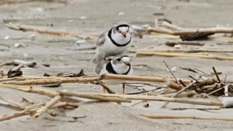 Two Piping Plovers Spotted at Wasaga Beach, Marking Positive Sign for Species