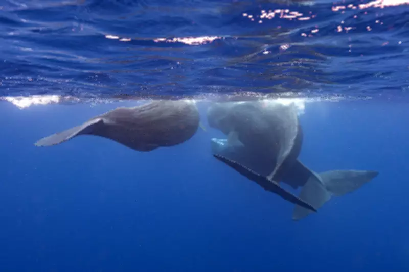 Underwater Robot Tracks Sperm Whale Conversations in Real Time