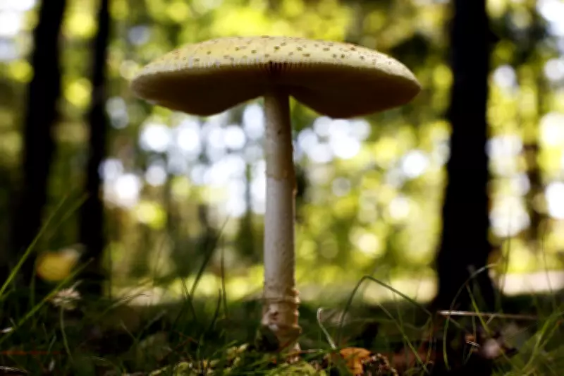 U.S. Imposes Duties on Canadian Mushrooms Over Subsidy Claims