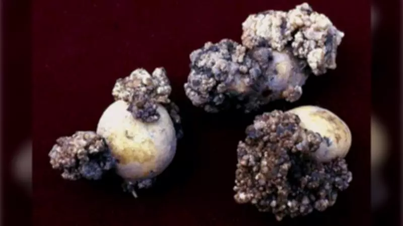 US Moves to Ban P.E.I. Potatoes After New Wart Detection