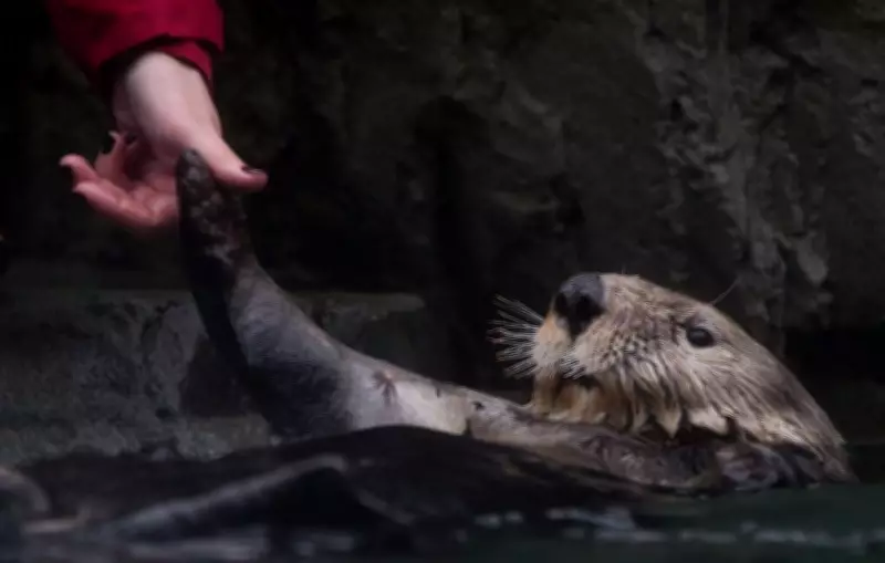 Vancouver Aquarium Says Heartfelt Goodbye to Rescued Otters Headed to Quebec