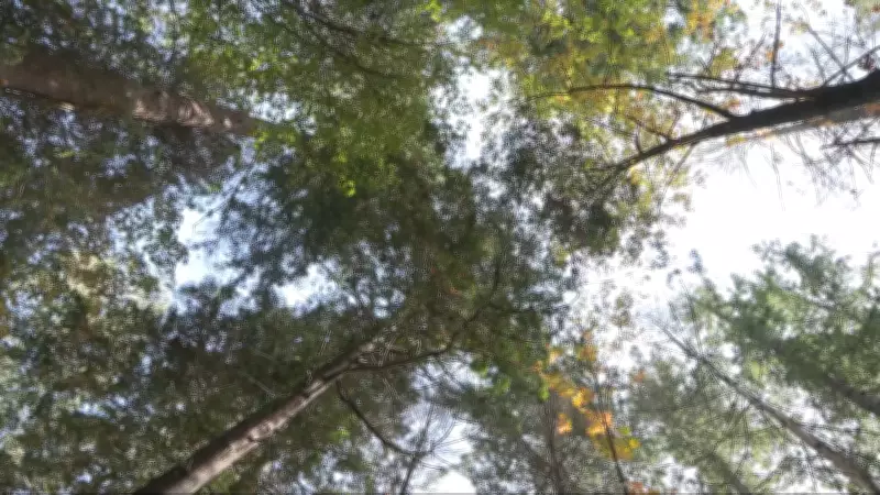Vancouver Expands Tree Canopy to Combat Extreme Heat