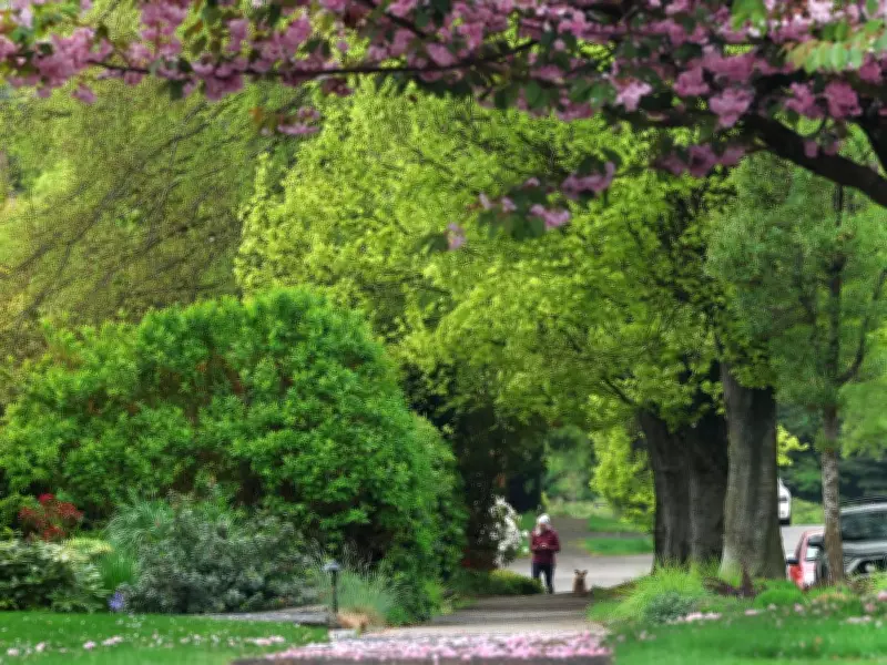 Vancouver Park Board Recommends Extending Tree Inspection Cycle to 10 Years