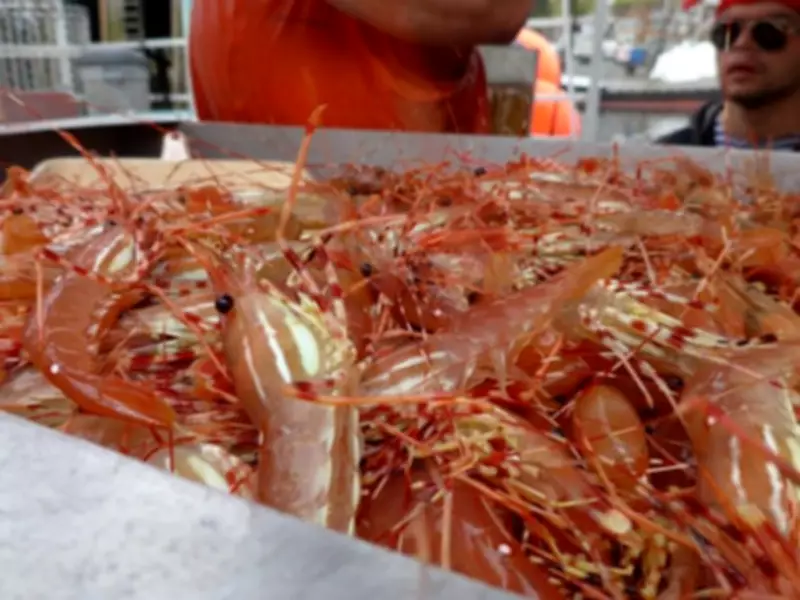 Vancouver's Spot Prawn Festival Highlights Struggling Fishery Amid Tariffs