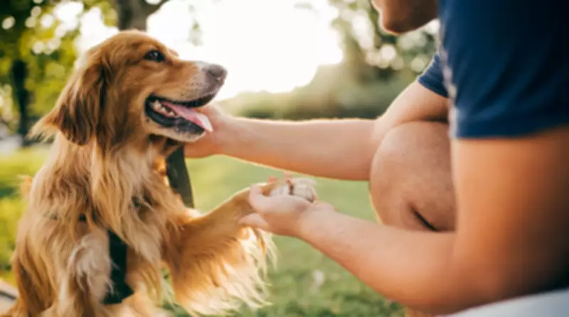 Vets Reveal 5 Signs Your Dog Is Truly Happy and Content