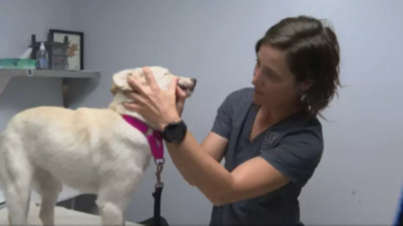 Vets Warn About Parvovirus Dangers After Montreal Dog Death