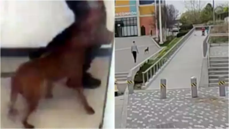 Video Shows Off-Leash Dog Attack Killing Pet in North York