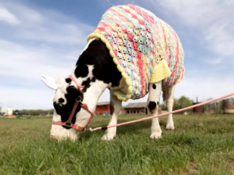 Vulcan County Farmer Crochets Sweaters for Cow, Horse, and Steer