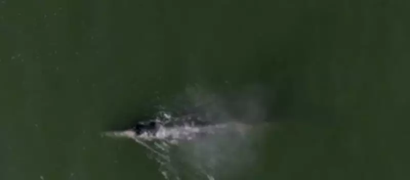 Whale Heat Signatures Tracked to Prevent Ship Collisions in San Francisco Bay