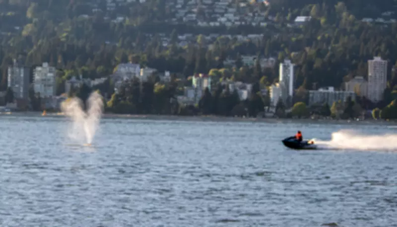 Whale Struck by Jet Ski Near Vancouver in Good Condition: Officials