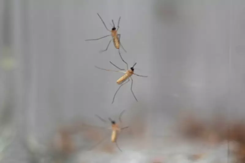 What If We Eradicated All Mosquitoes? Scientists Weigh In