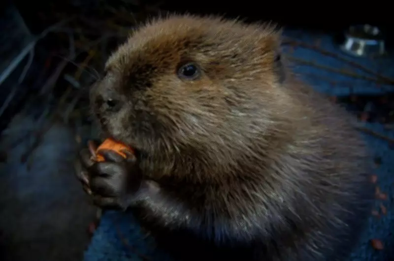 What to Do If You See a Beaver in Your Backyard: Expert Advice
