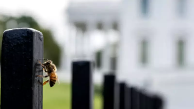 White House Press Corps Stumbles Upon Swarm of Bees, Buzz Ensues
