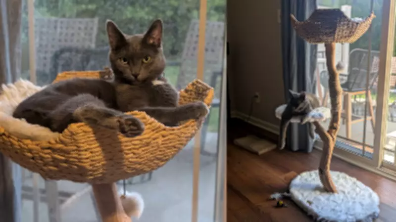 Why This $259 Cat Tree Is Worth Every Penny: A 6-Month Review