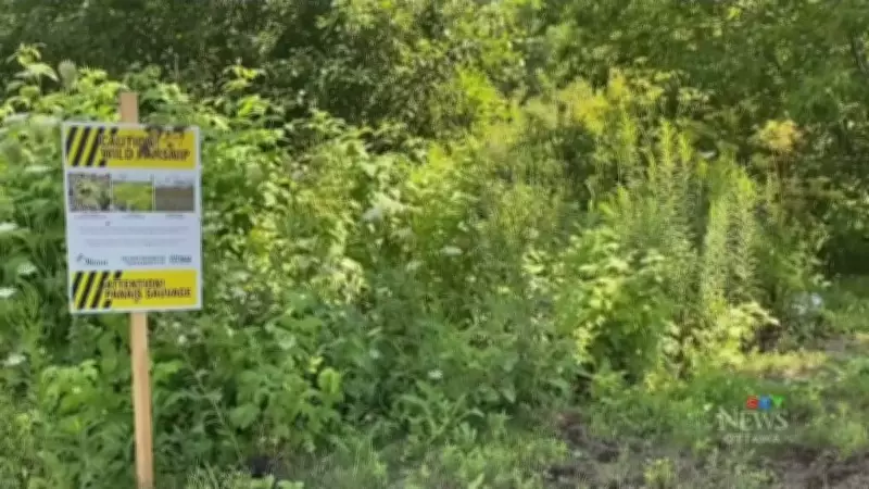 Wild Parsnip Control Starts in Little River Corridor and Ojibway Prairie Complex