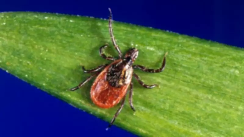 Windsor-Essex Health Unit Launches Active Tick Surveillance Program