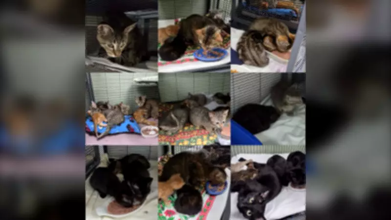 Winnipeg Animal Rescue Takes in 43 Cats from Hoarding Case